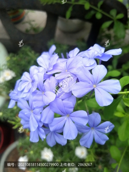 藍(lán)花丹
