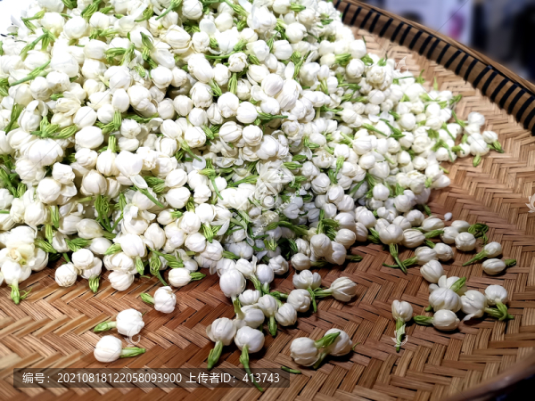 茉莉花