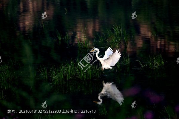 白鷺