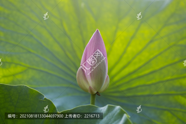 荷