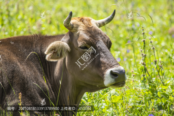 奶牛