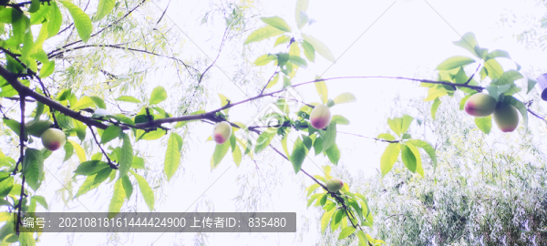 桃樹枝頭果實