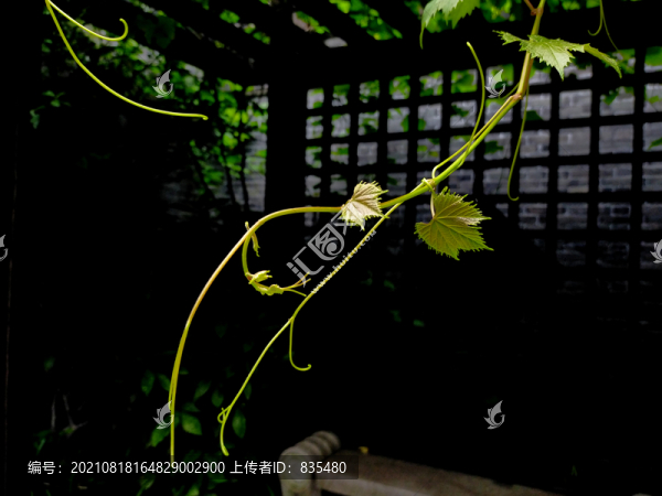 滕蔓