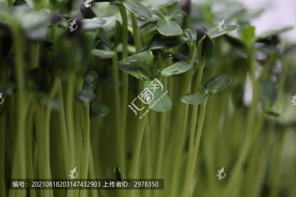 油葵苗芽苗菜