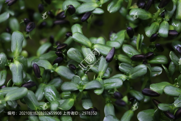 油葵苗苗芽菜