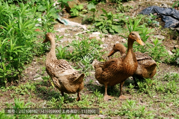 土麻鴨