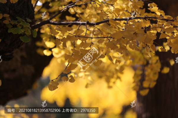 千年古銀杏樹(shù)
