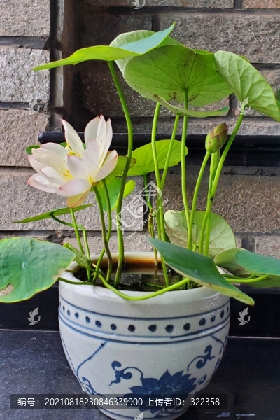 碗蓮