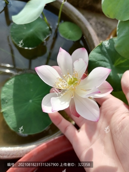 碗蓮