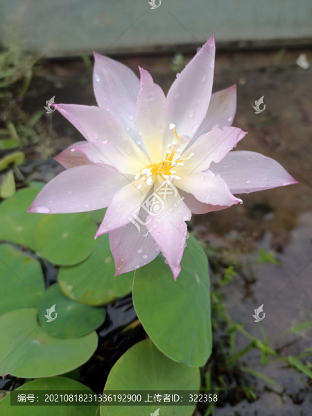 碗蓮