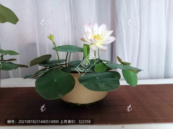 碗蓮