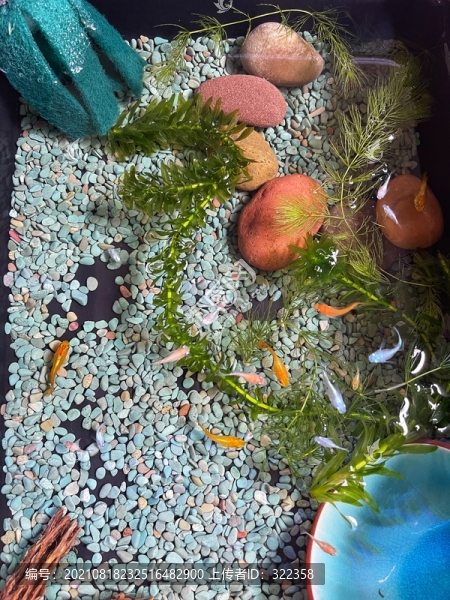 魚苗