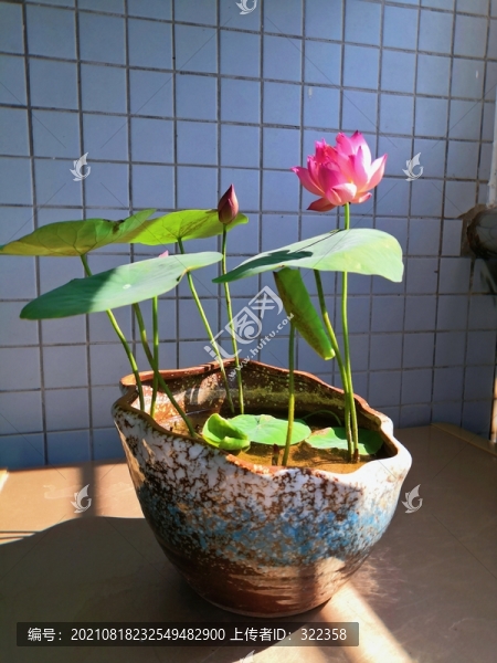 碗蓮光影