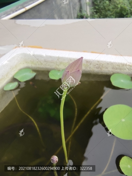 碗蓮花苞