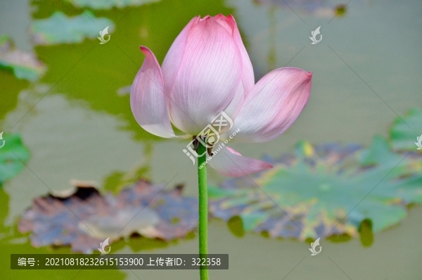 荷花特寫
