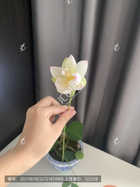 碗蓮