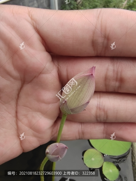 碗蓮花苞