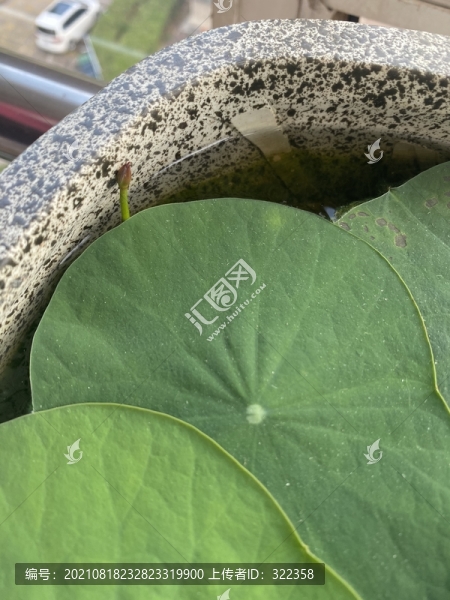 碗蓮花苞