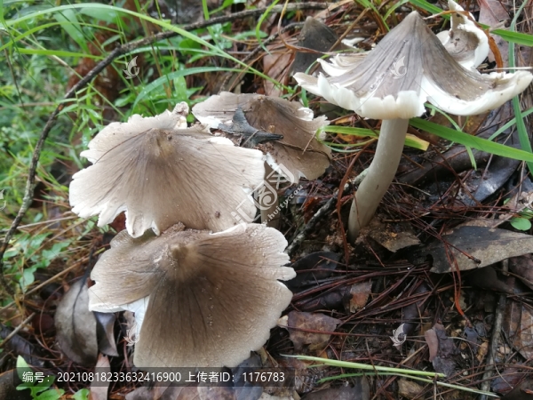 云南野生菌雞樅菌