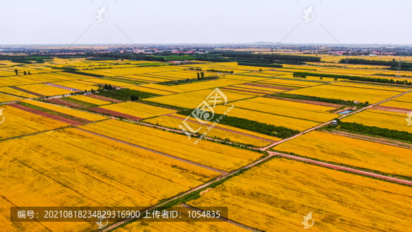 山東小麥