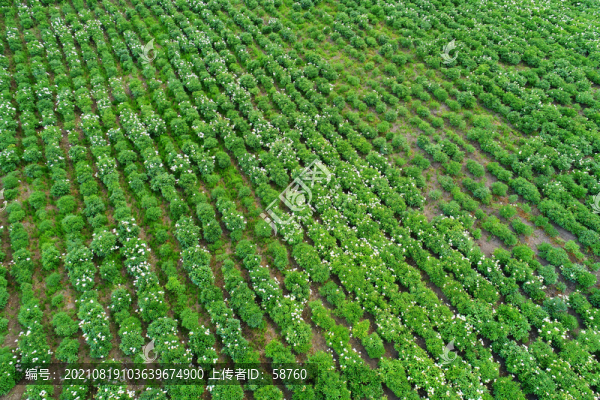 大興安嶺林區(qū)種植的芍藥花
