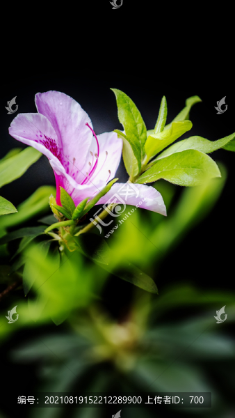 簡(jiǎn)潔唯美白色杜鵑花映山紅