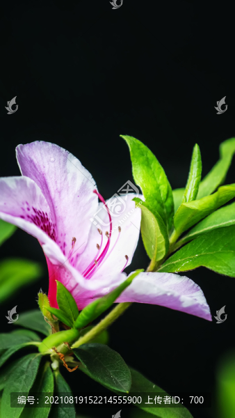簡(jiǎn)潔唯美白色杜鵑花映山紅