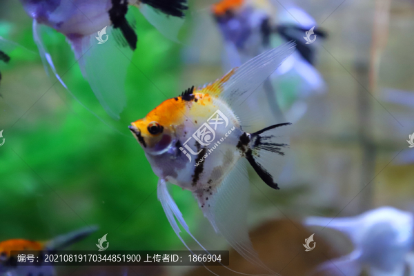 燕子觀賞魚