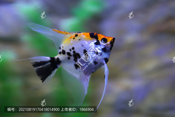 燕子觀賞魚