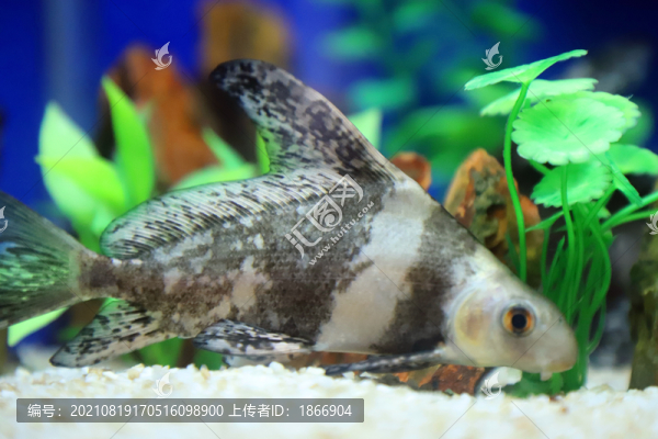 胭脂魚(yú)