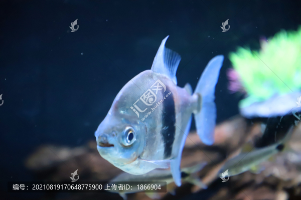 粗線銀板觀賞魚