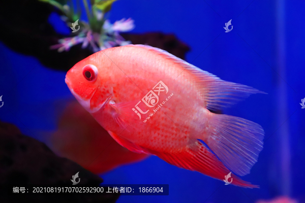 血鸚鵡