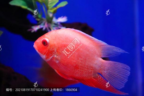 血鸚鵡