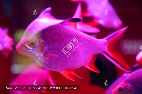 泰國鯽