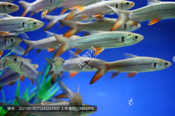 ?魚(yú)