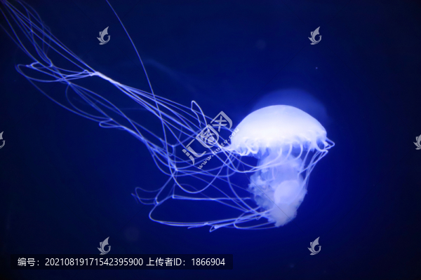 水母高清大圖