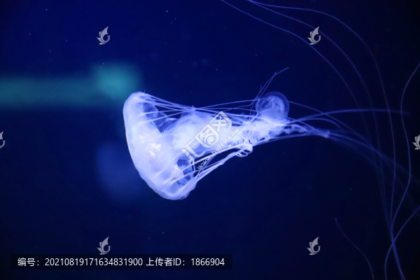 高清水母大圖