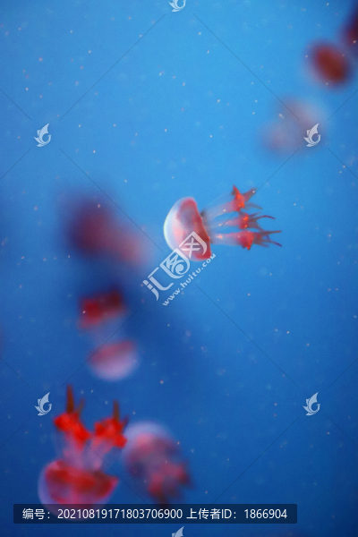 海蜇水母