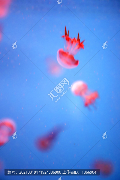海蜇水母