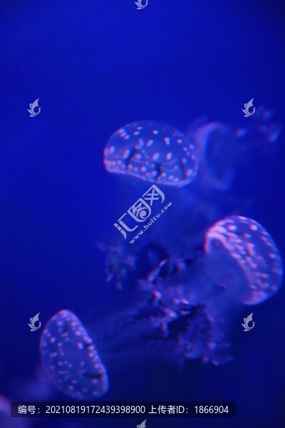 巴布亞硝水母