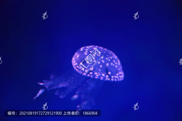 巴布亞硝水母