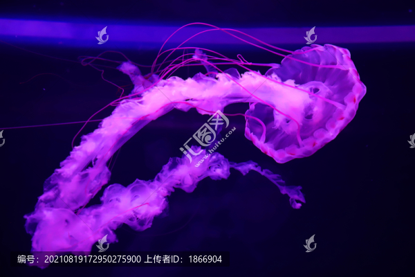 唯美水母