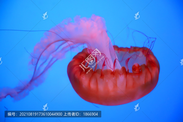 水母高清大圖