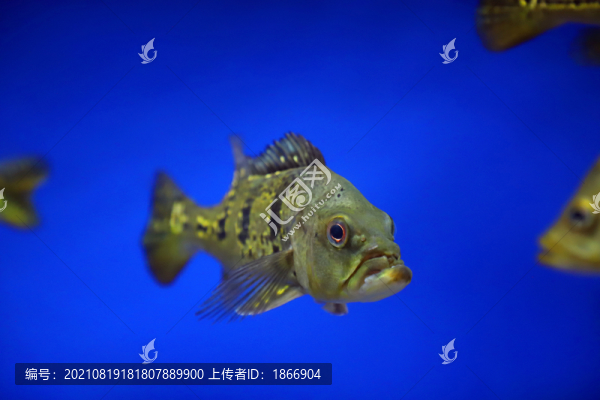 皇冠三間