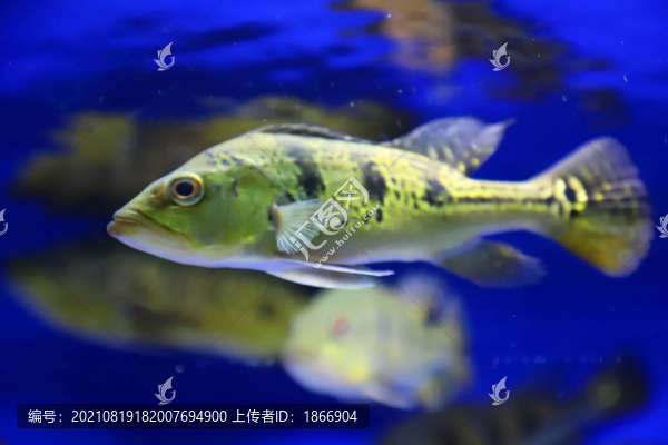 皇冠三間