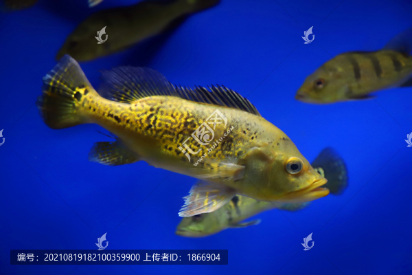 皇冠三間