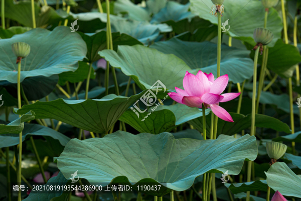 荷花