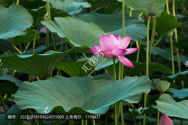 荷花