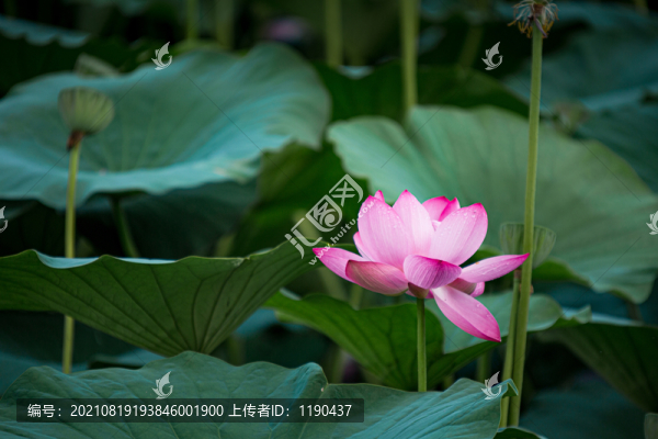 荷花