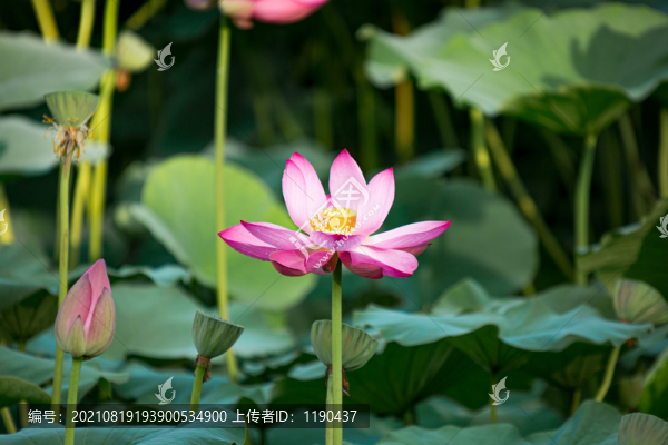 荷花